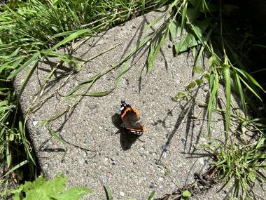 Sommerfugl